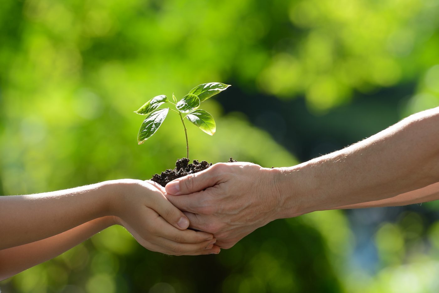 Two generations of hands holding a young sapling — volunteer management and community growth